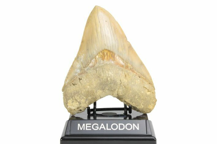 Serrated, Fossil Megalodon Tooth - Repaired Crack #226233